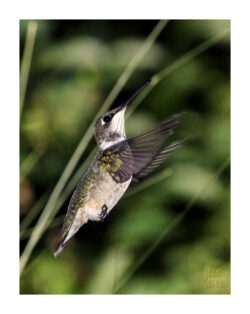 Capture the Best of the Natural World.