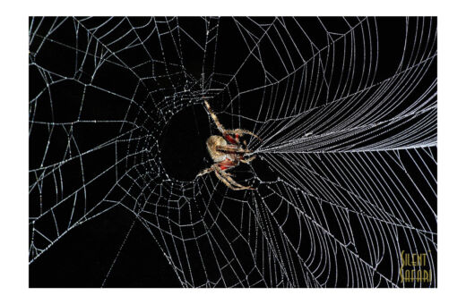 Itsy Bitsy Spider