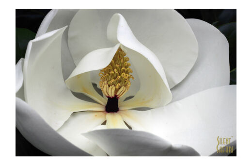 Sweet Magnolia