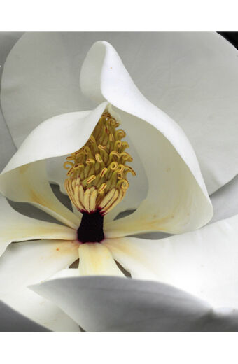 Sweet Magnolia