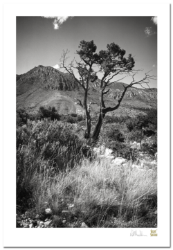 Silent Safari Fine Art Imagery in the Gallery.