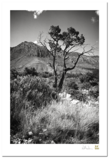 Silent Safari Fine Art Imagery in the Gallery.