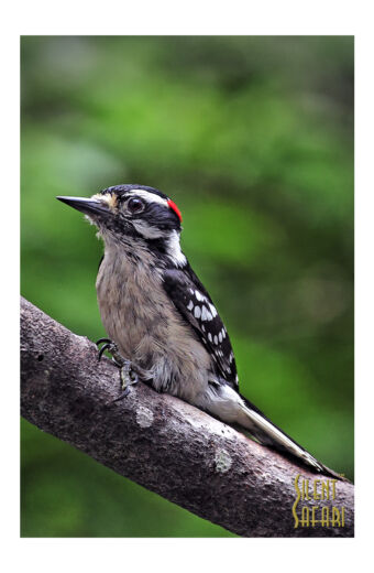 Downy Woodpecker