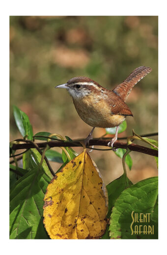 Fall Wren