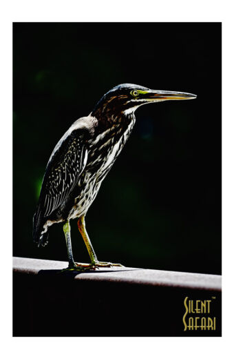 Little Green Heron